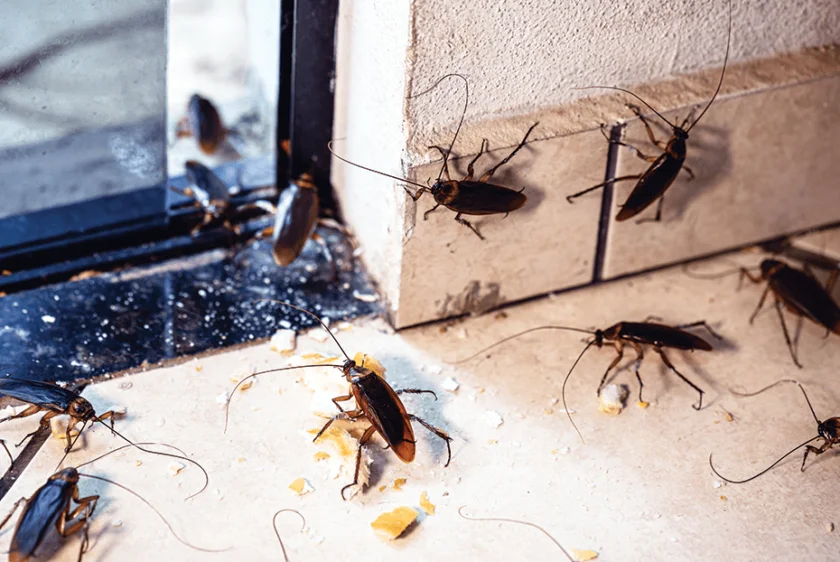 Cockroach control service
